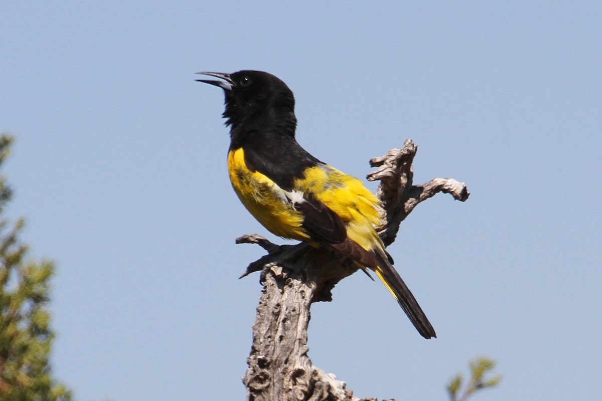 Scott's Oriole - ML33149421