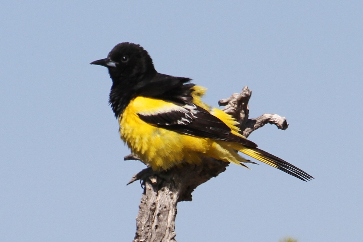 Scott's Oriole - ML33149431