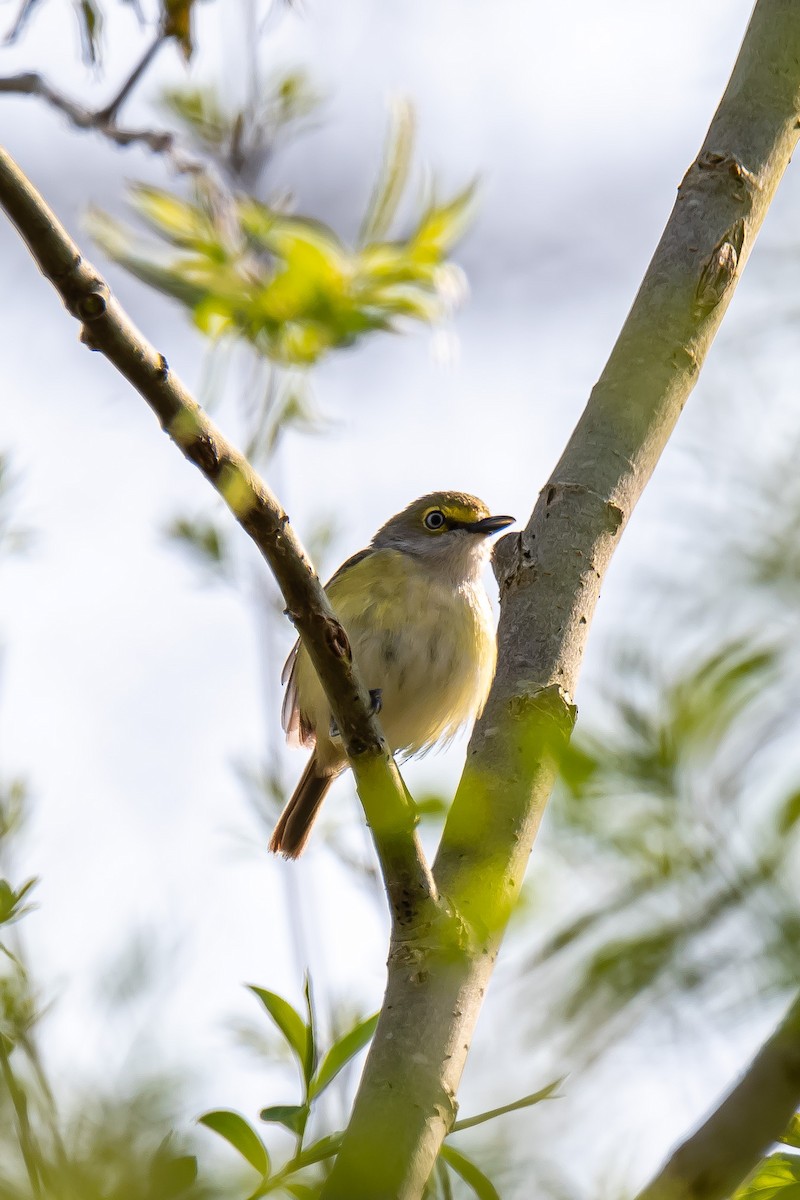 White-eyed Vireo - Donald Dixon