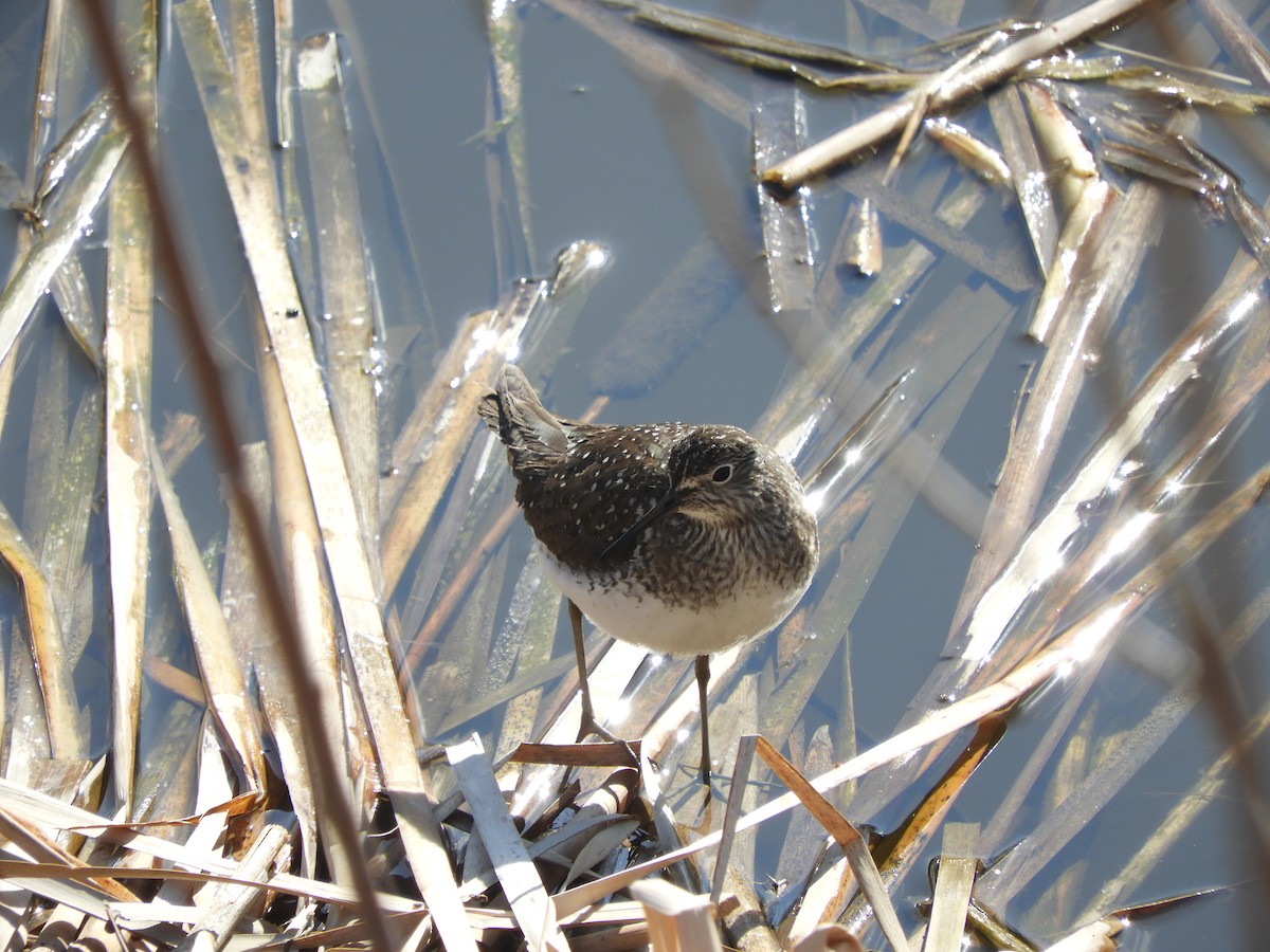 Solitary Sandpiper - ML331494991