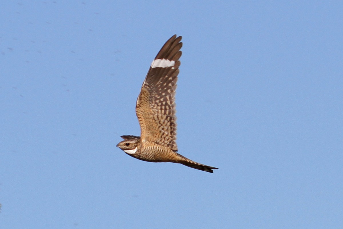 Lesser Nighthawk - ML33149951