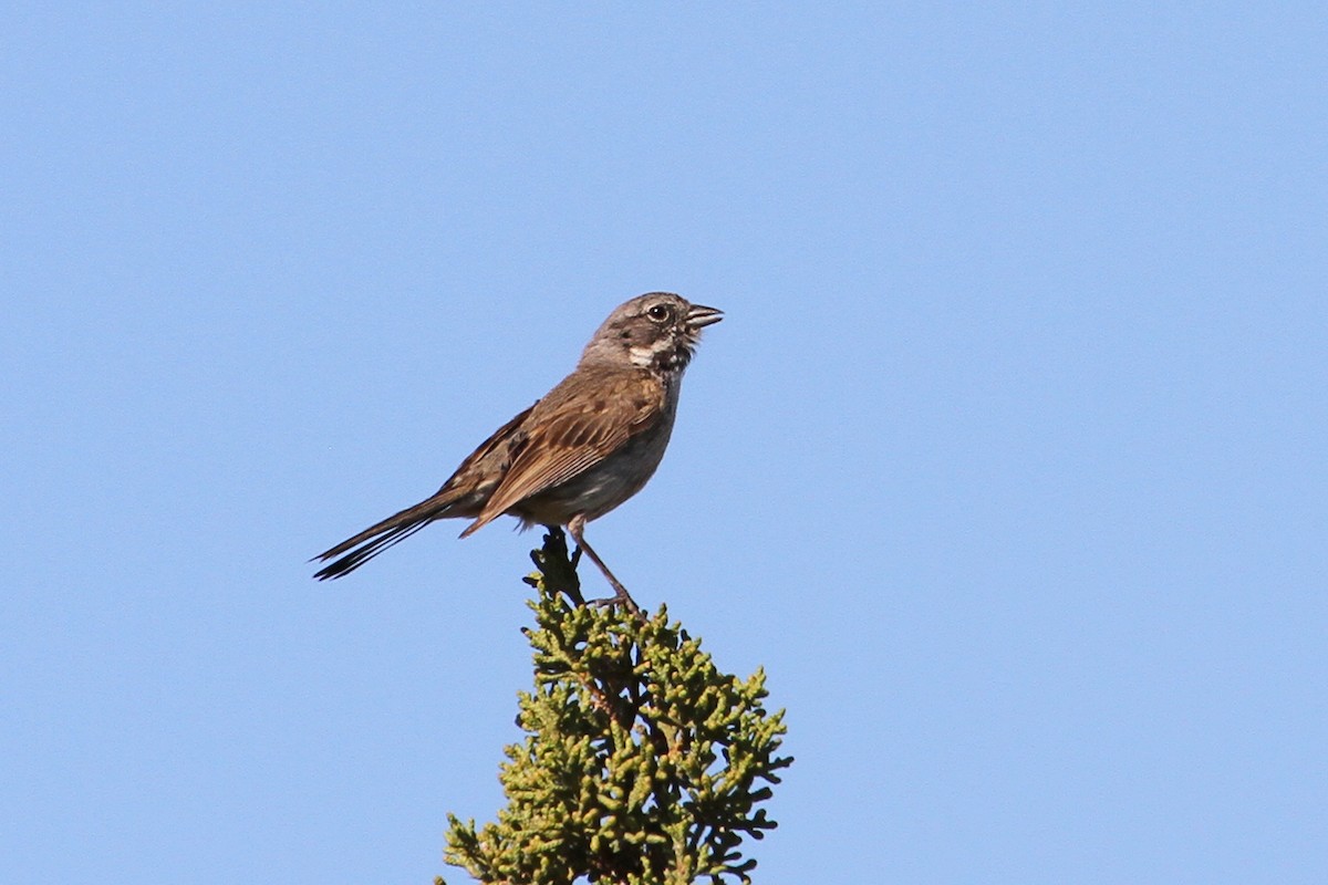 Bell's Sparrow - ML33150141