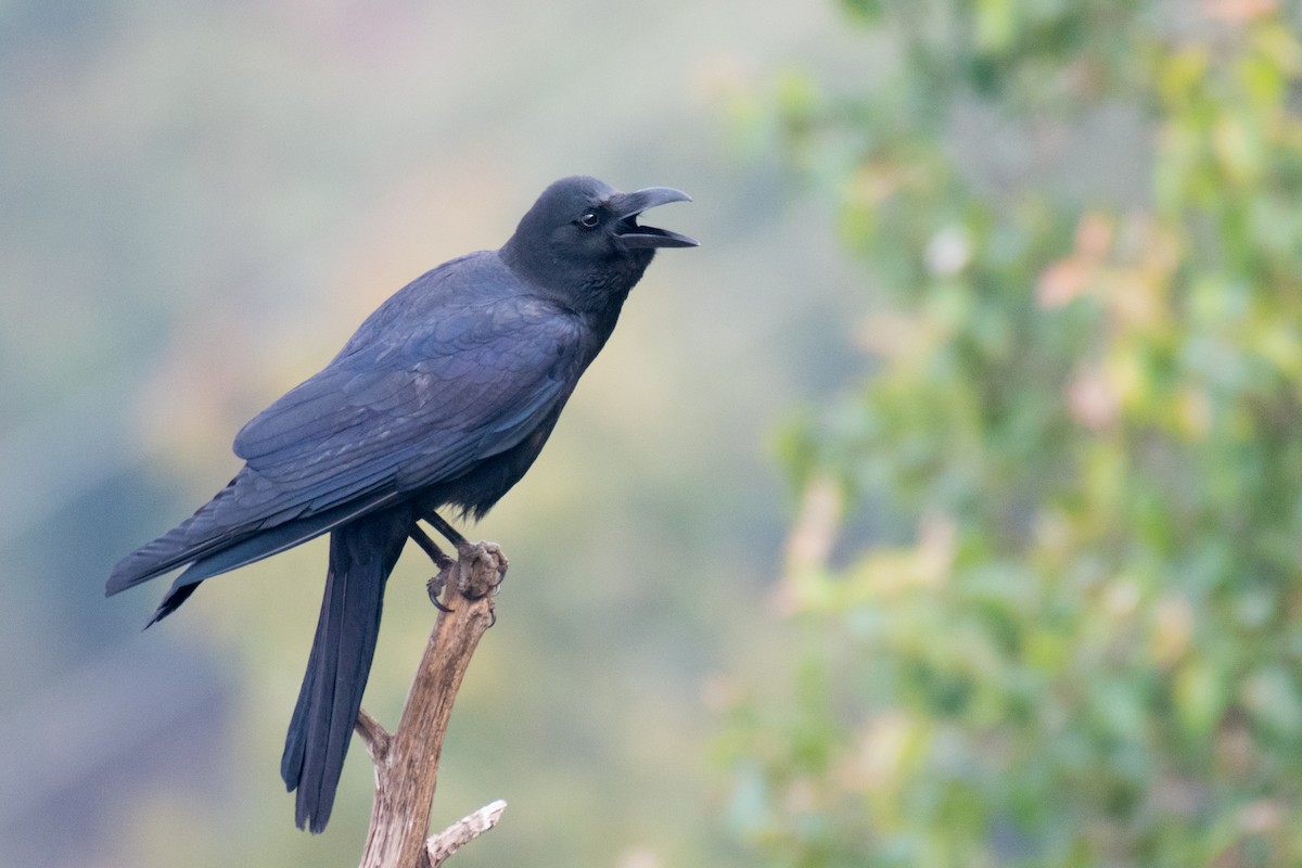Large-billed Crow - ML331501511