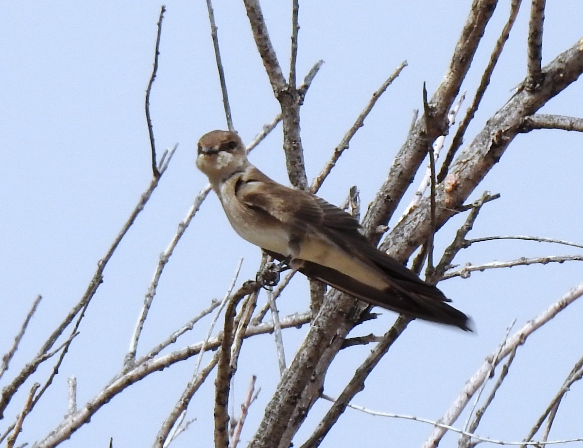 Northern Rough-winged Swallow - ML331502811