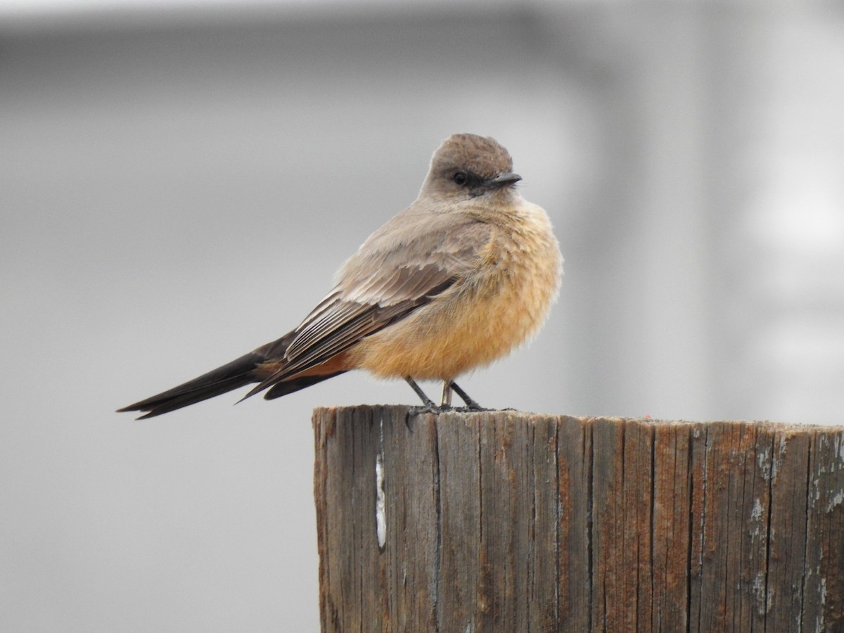 Say's Phoebe - ML331502911