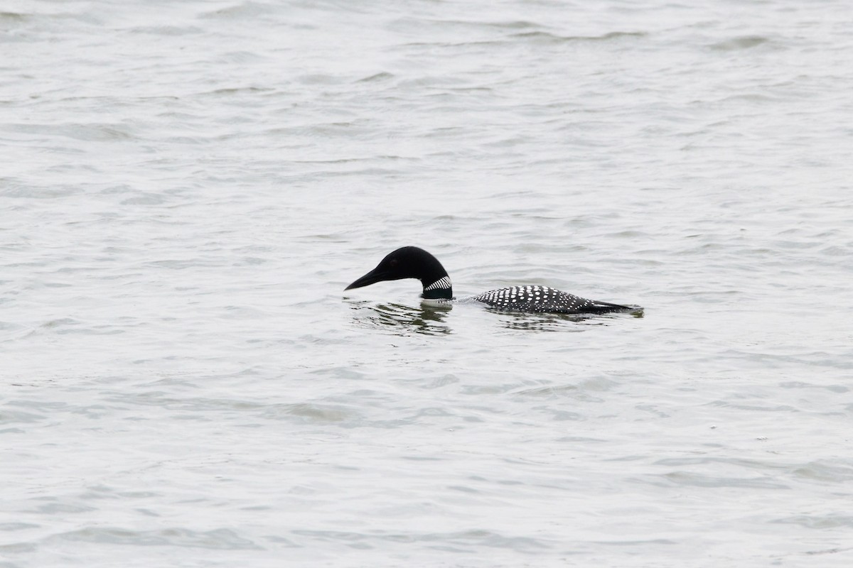 Common Loon - ML331503031