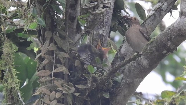 Ecuadorian Thrush - ML331503441