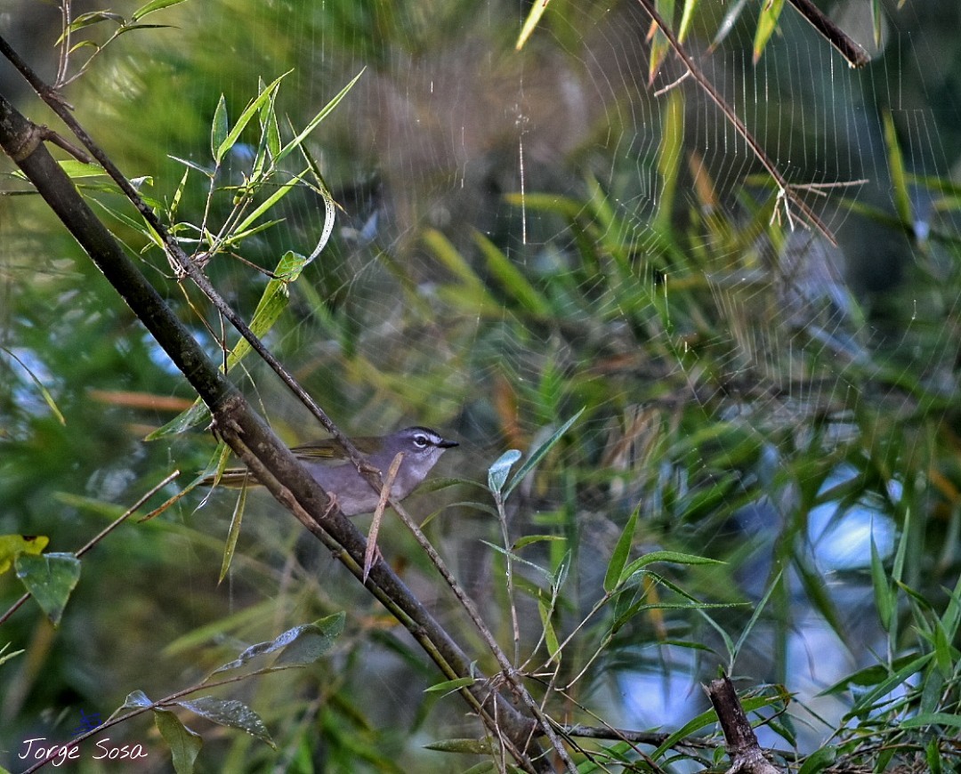 White-browed Warbler - Jorge Sosa