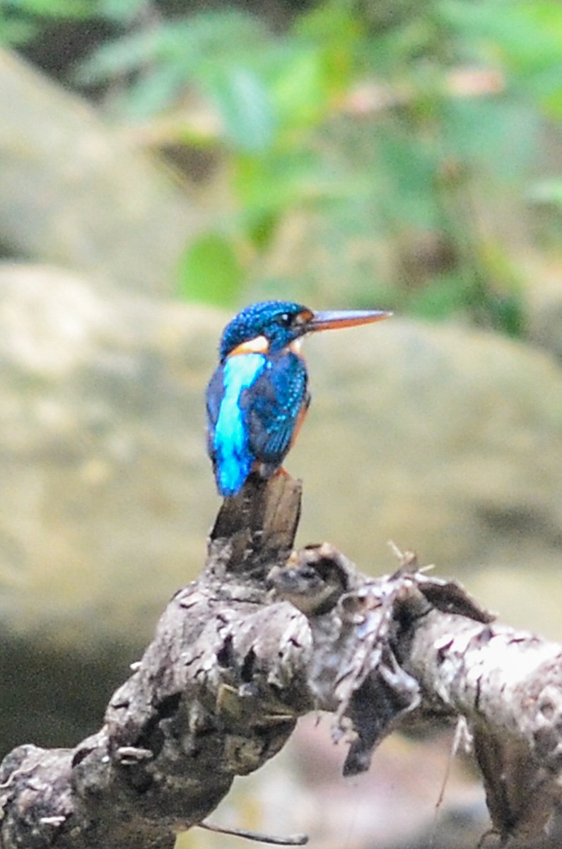 Indigo-banded Kingfisher - ML33150771