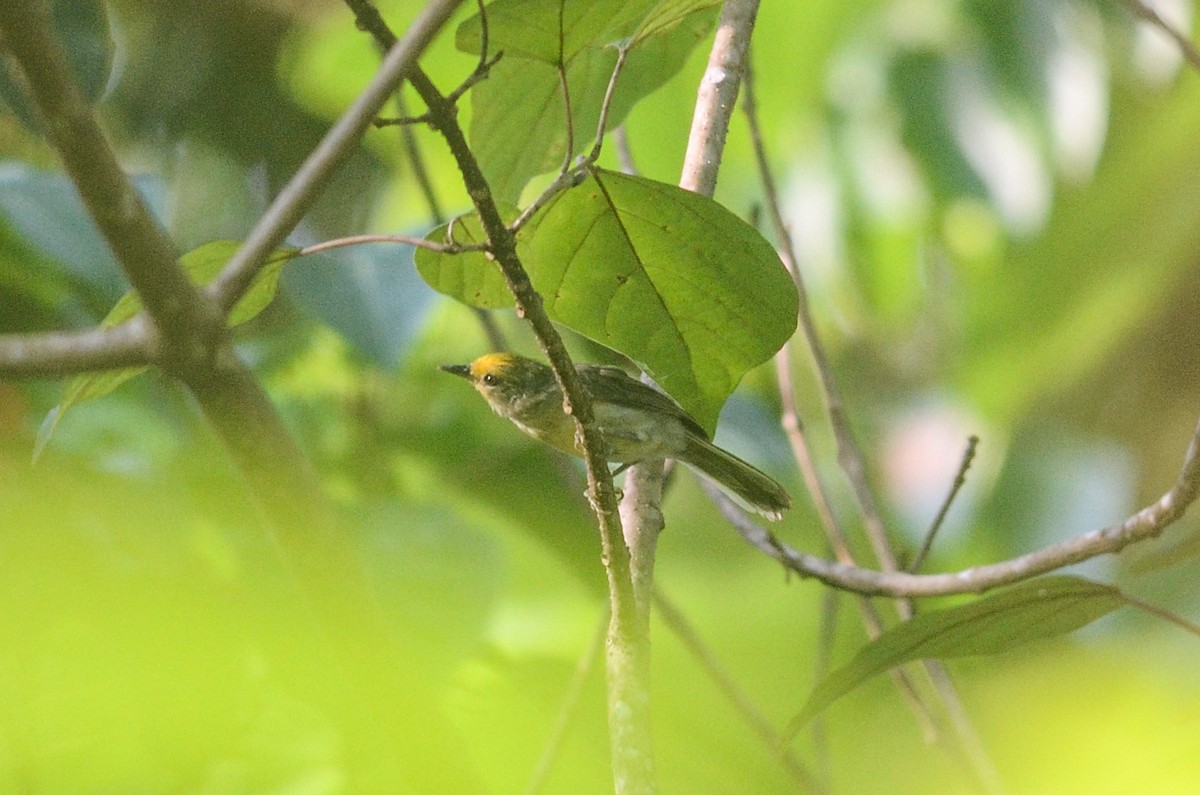 Goldkappen-Brillenvogel - ML33150901