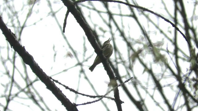 Louisiana Waterthrush - ML331509221