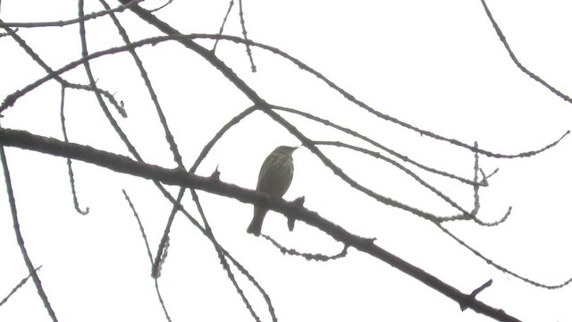 Louisiana Waterthrush - ML331509491