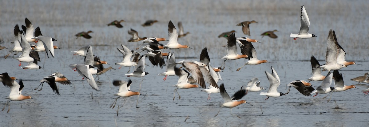 Avoceta Americana - ML331511551