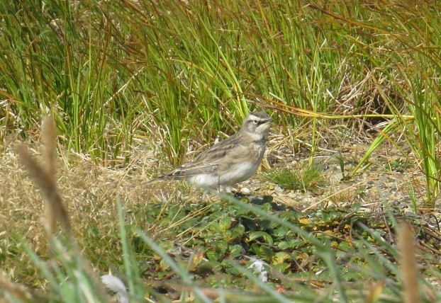 Horned Lark - ML33151211