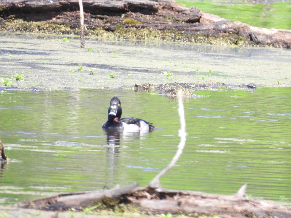 Ring-necked Duck - ML331512291