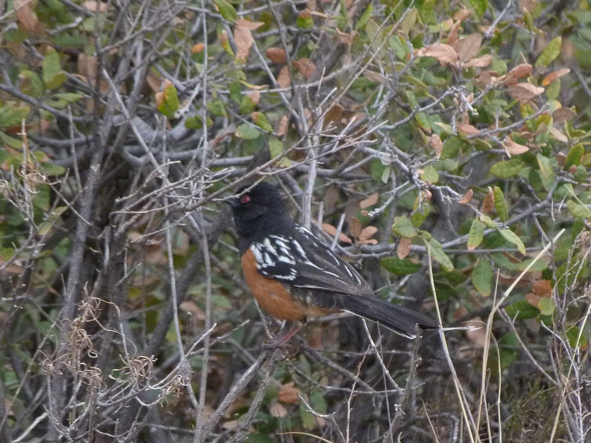 Spotted Towhee - ML331512711