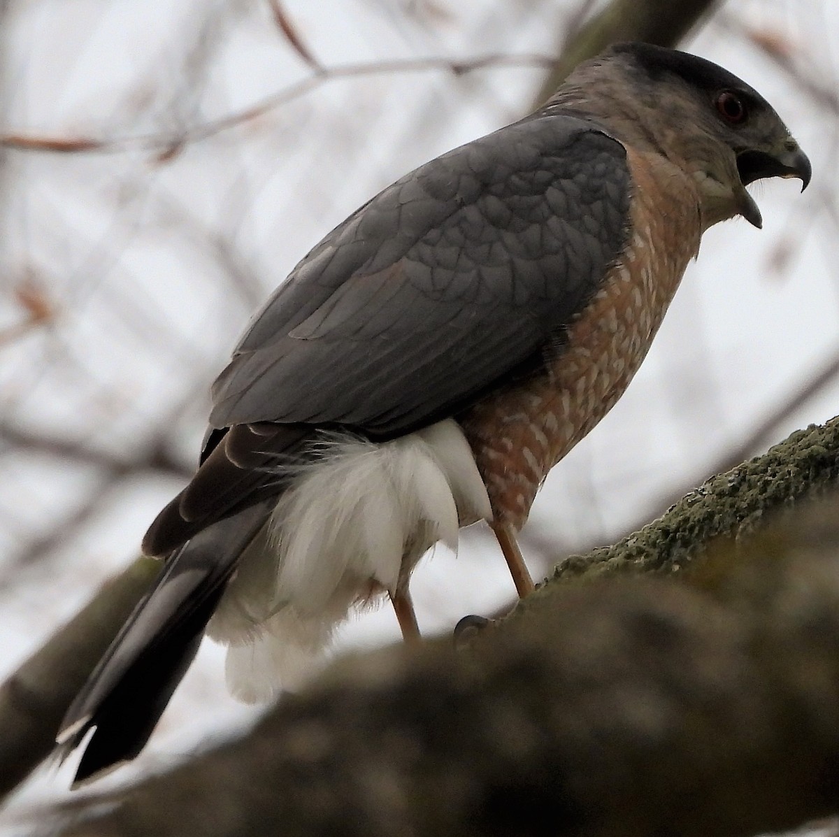 Cooper's Hawk - Joe Minor