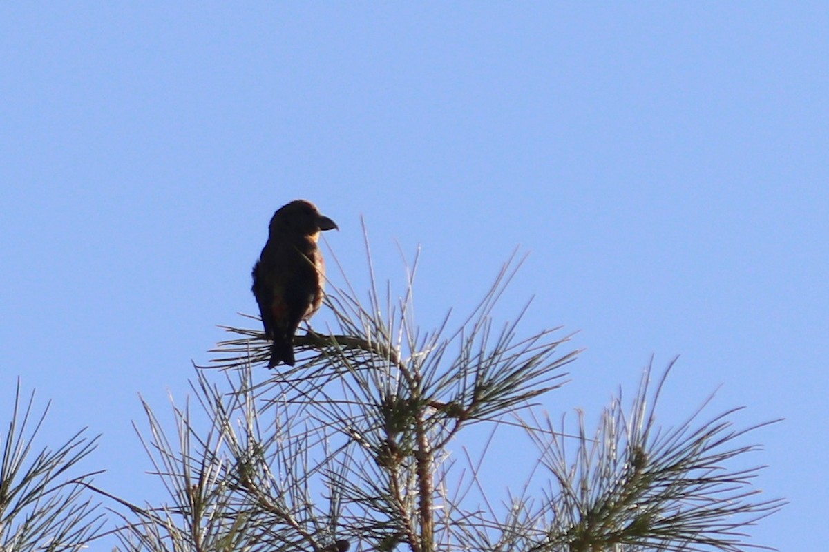 Red Crossbill (Sierra Madre or type 6) - Andrew Core