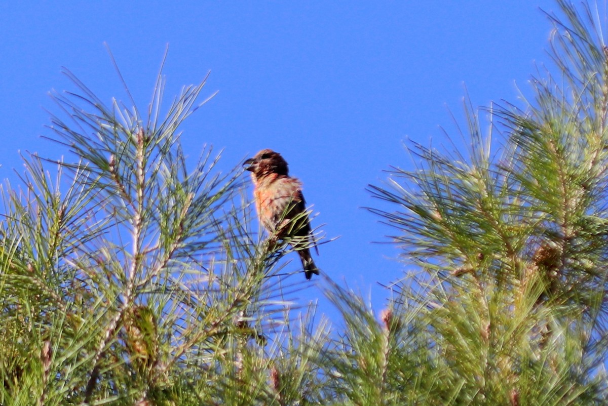 Red Crossbill (Sierra Madre or type 6) - Andrew Core