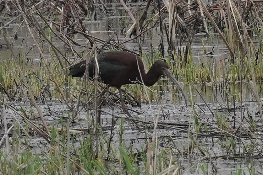 White-faced Ibis - ML331516161