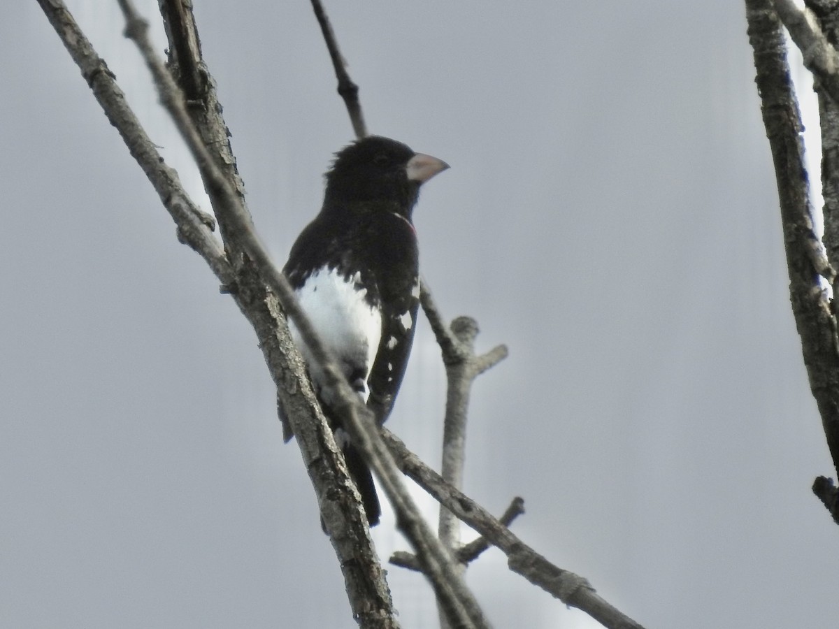 Rose-breasted Grosbeak - ML331516271