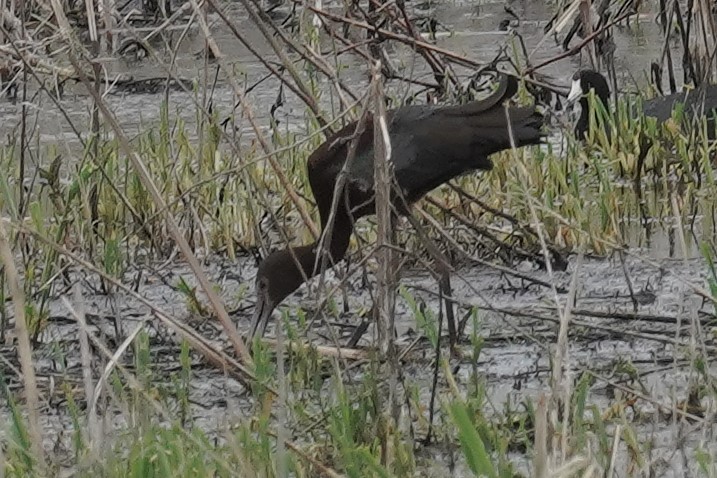 White-faced Ibis - ML331517211