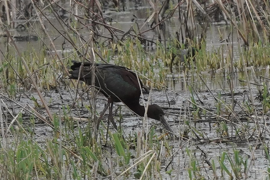 White-faced Ibis - ML331517351