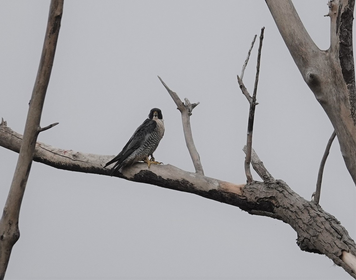 Peregrine Falcon - ML331518761