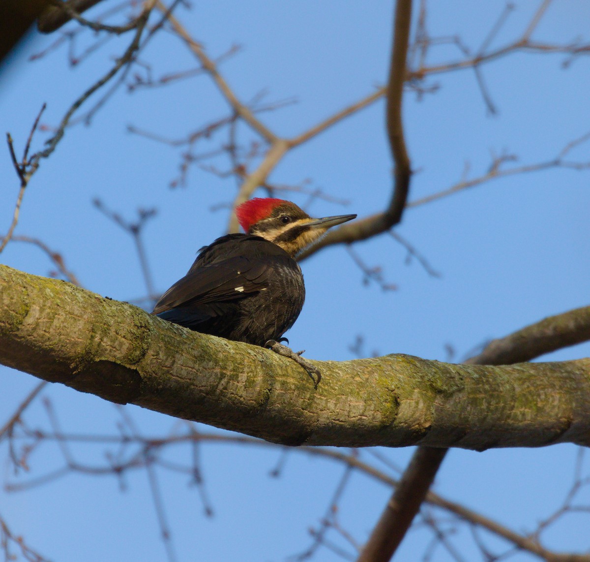 Pileated Woodpecker - ML331518851
