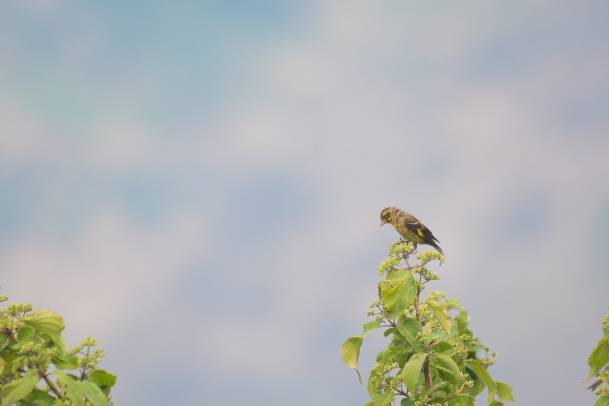 Yellow-breasted Greenfinch - ML331519621