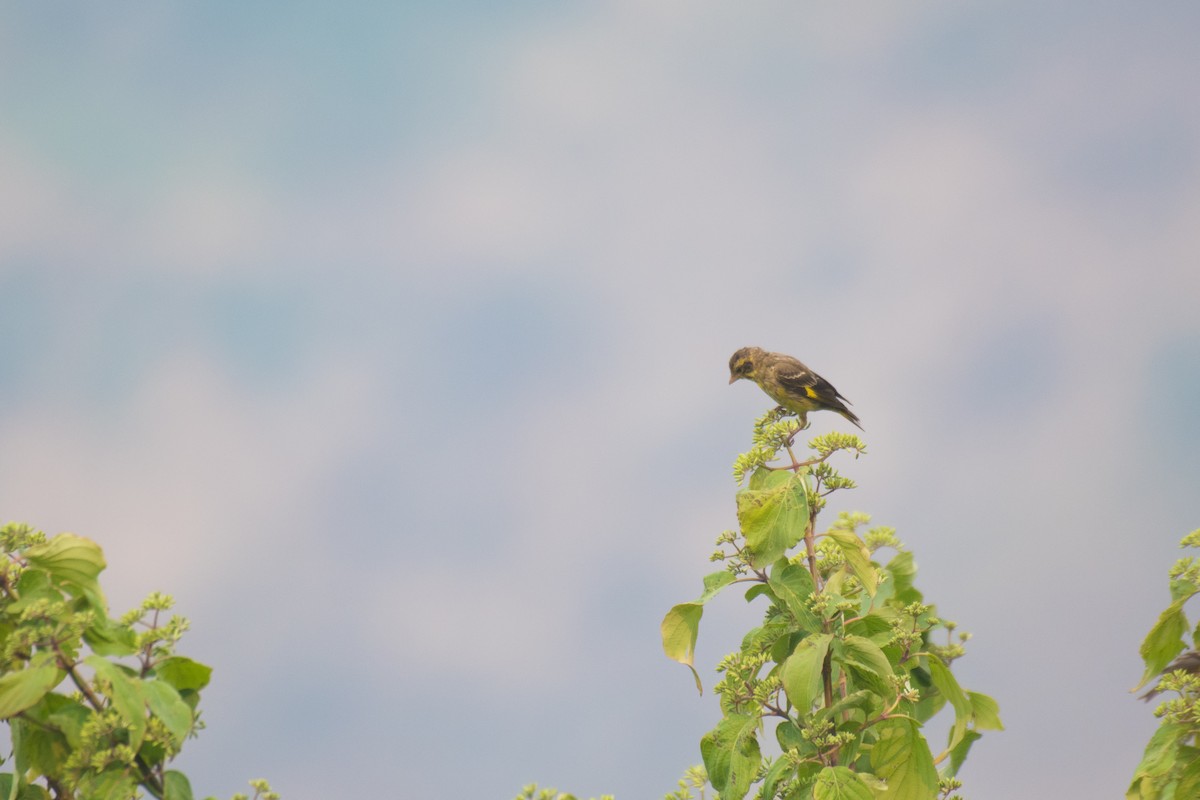 Yellow-breasted Greenfinch - ML331519631