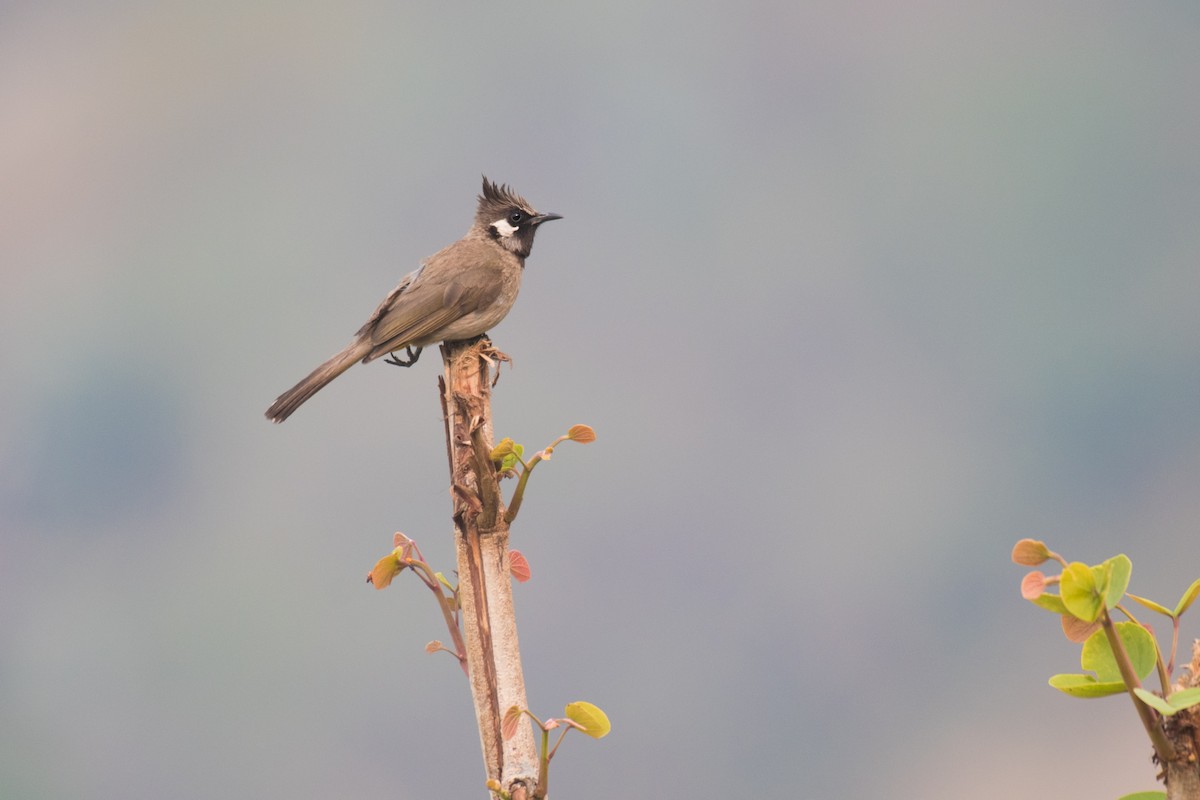 Bulbul à joues blanches - ML331519671