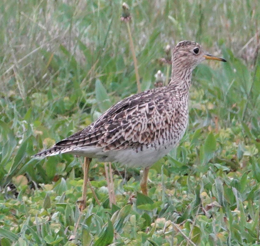 Upland Sandpiper - ML331519761