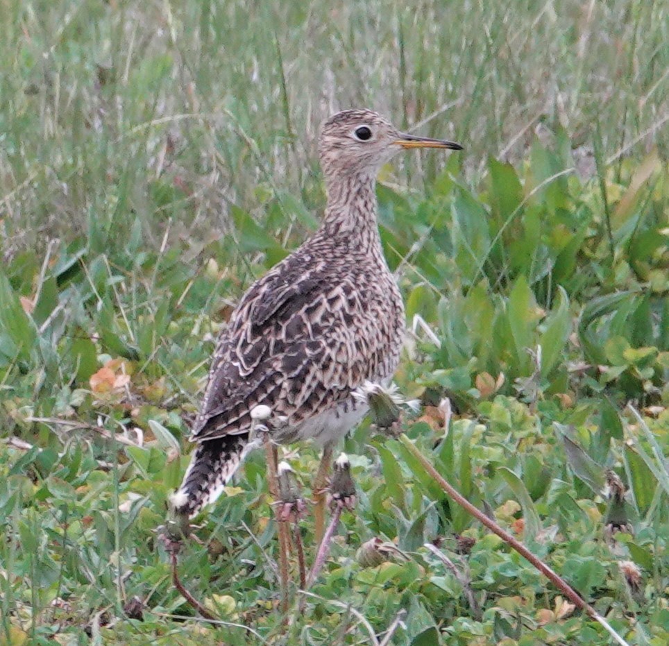 Upland Sandpiper - ML331519771