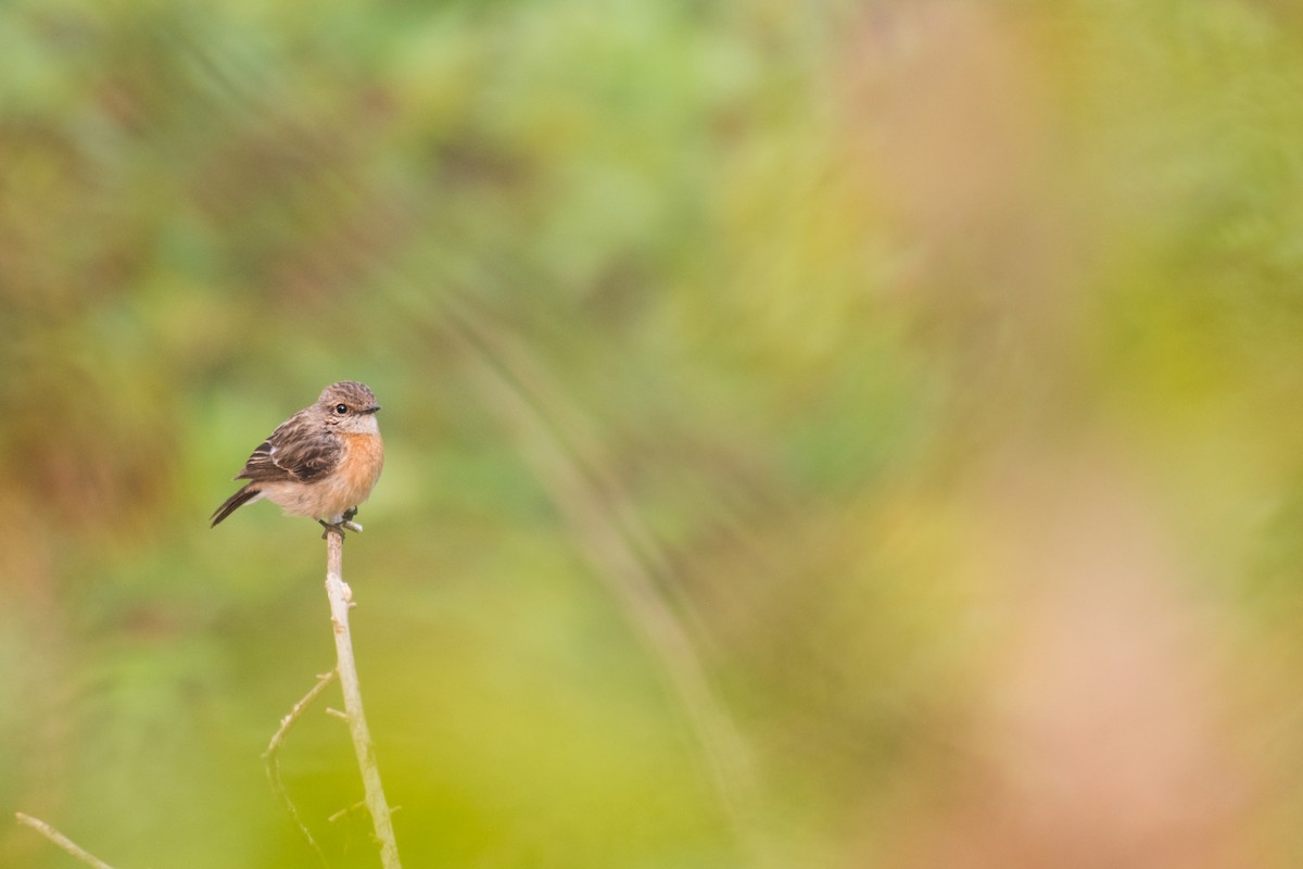 Siberian Stonechat - ML331519791