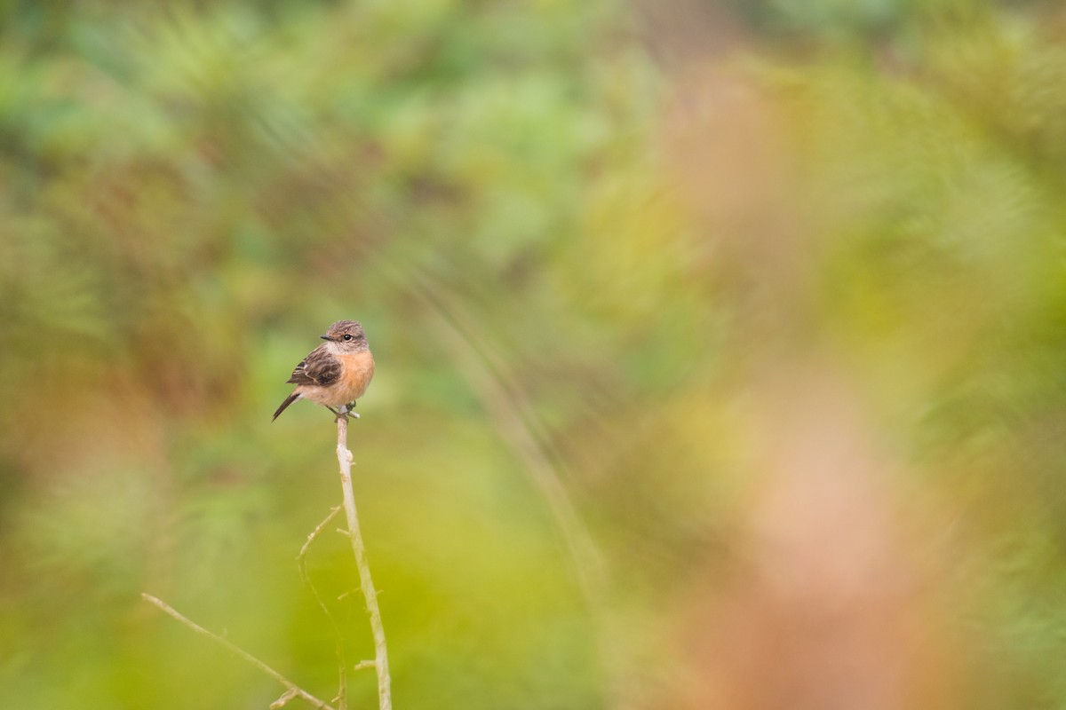 Siberian Stonechat - ML331519821