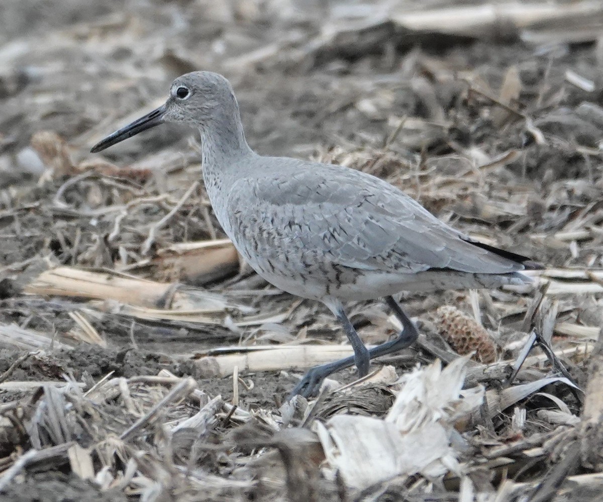Willet - ML331519891