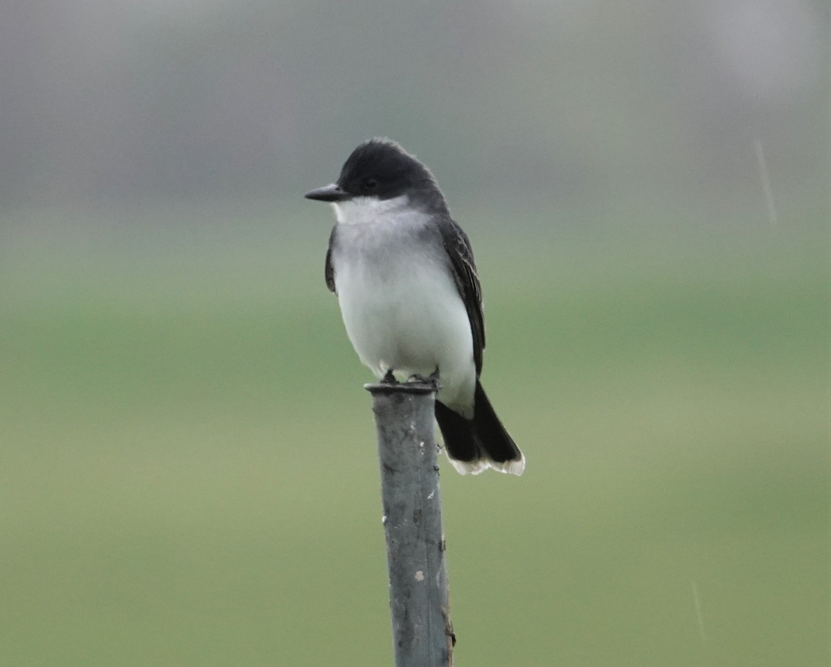 Eastern Kingbird - ML331519941