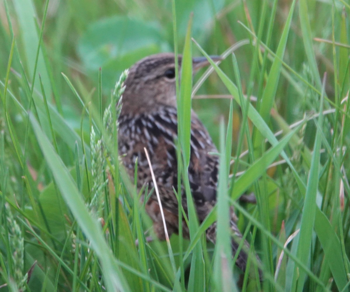 Sedge Wren - ML331520061