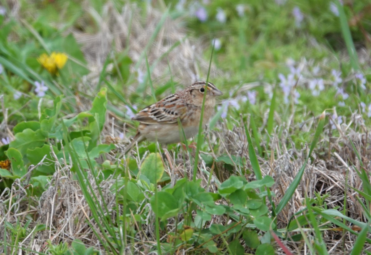 Grasshopper Sparrow - ML331520211