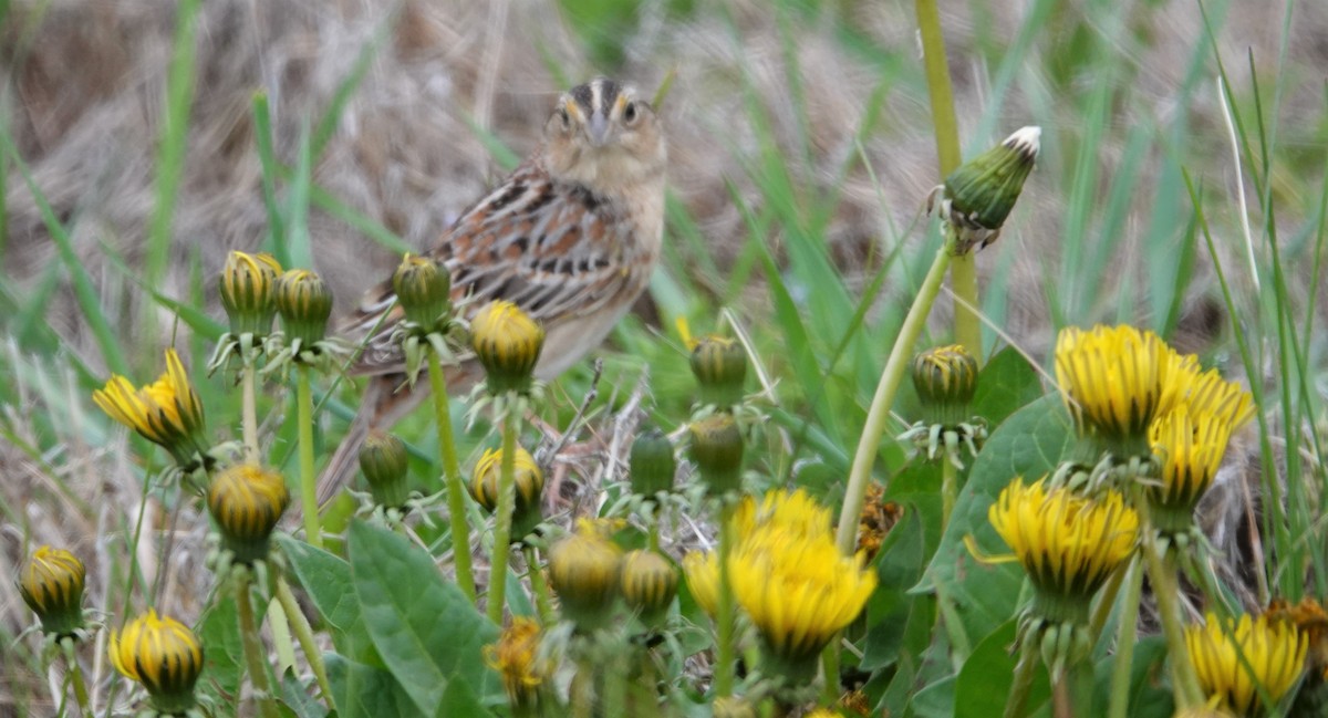 Grasshopper Sparrow - ML331520231