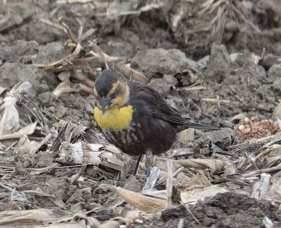 Yellow-headed Blackbird - ML331520971