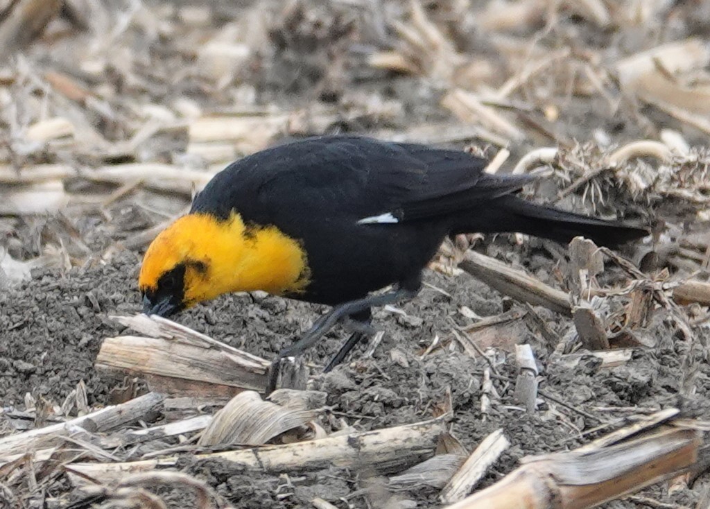 Yellow-headed Blackbird - ML331520991