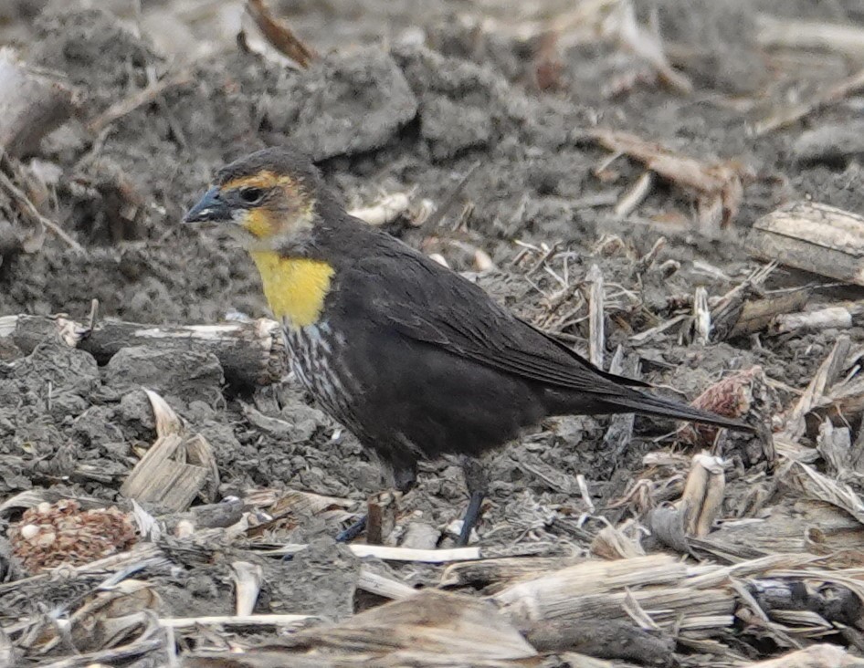 Yellow-headed Blackbird - ML331521001