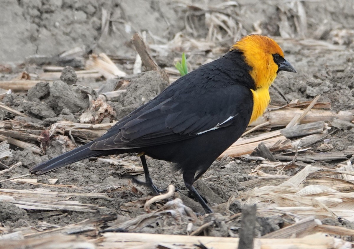 Yellow-headed Blackbird - ML331521031