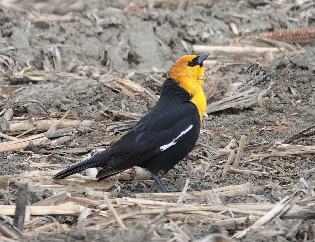 Yellow-headed Blackbird - ML331521091