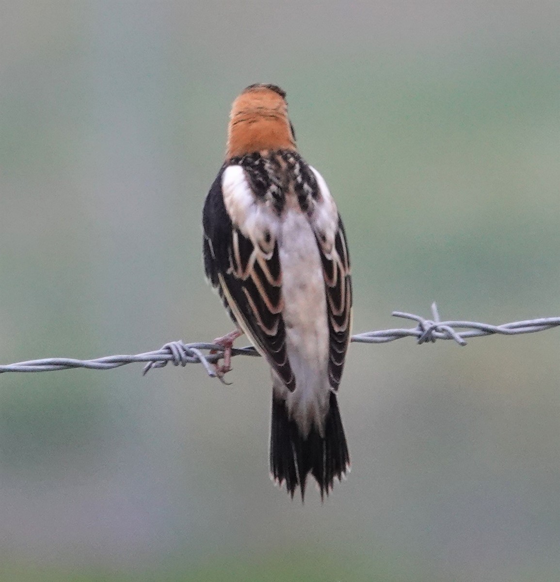 Bobolink - ML331521231