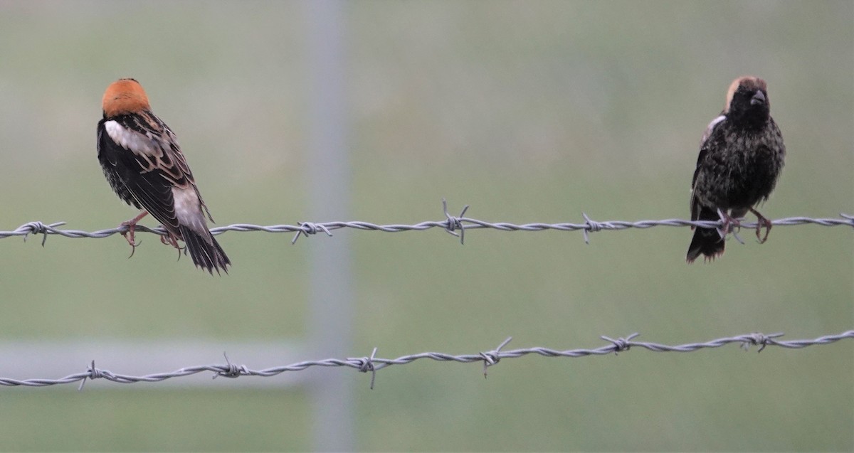 Bobolink - ML331521281
