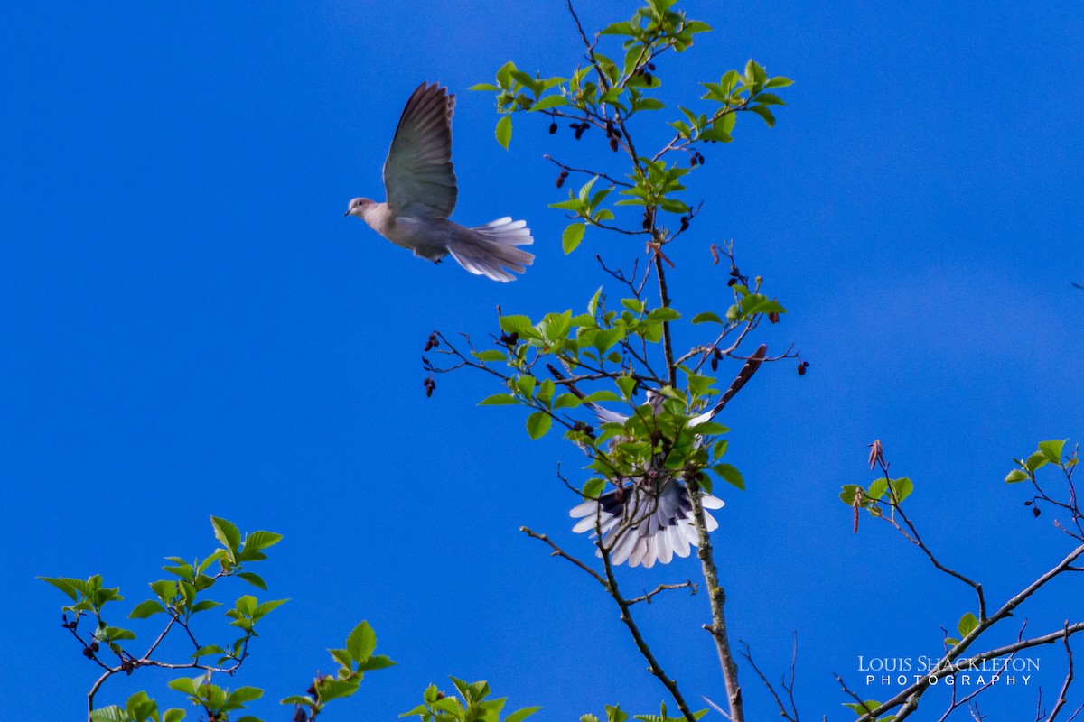 Eurasian Collared-Dove - ML331523871