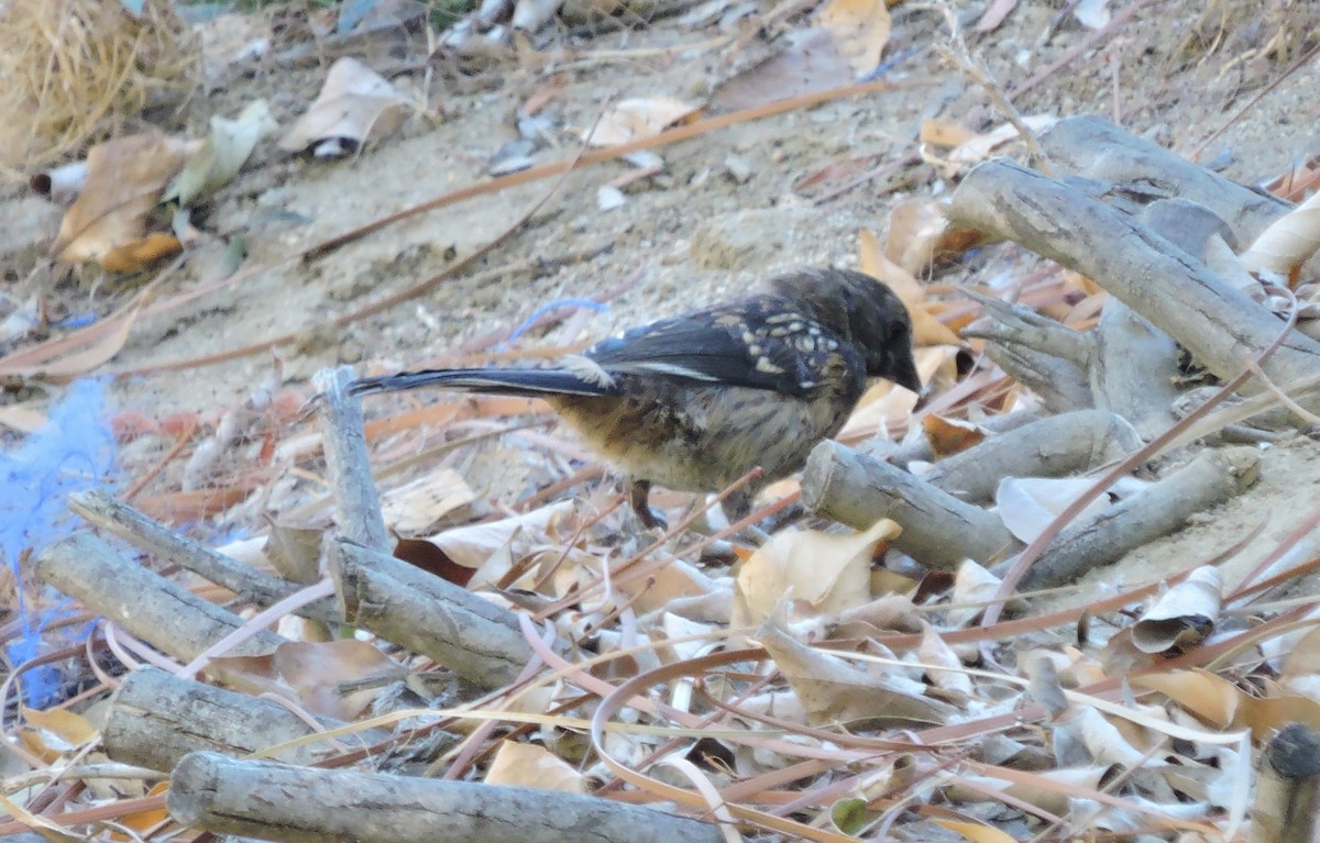 Spotted Towhee - ML33152471